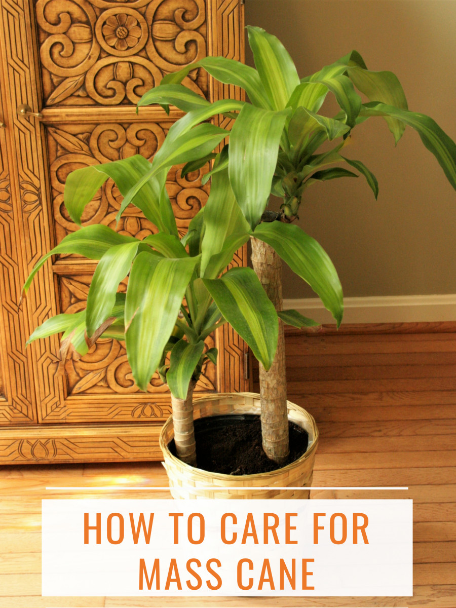 How to Care for Mass Cane (a.k.a. Corn Plant or Dracaena Massangeana)