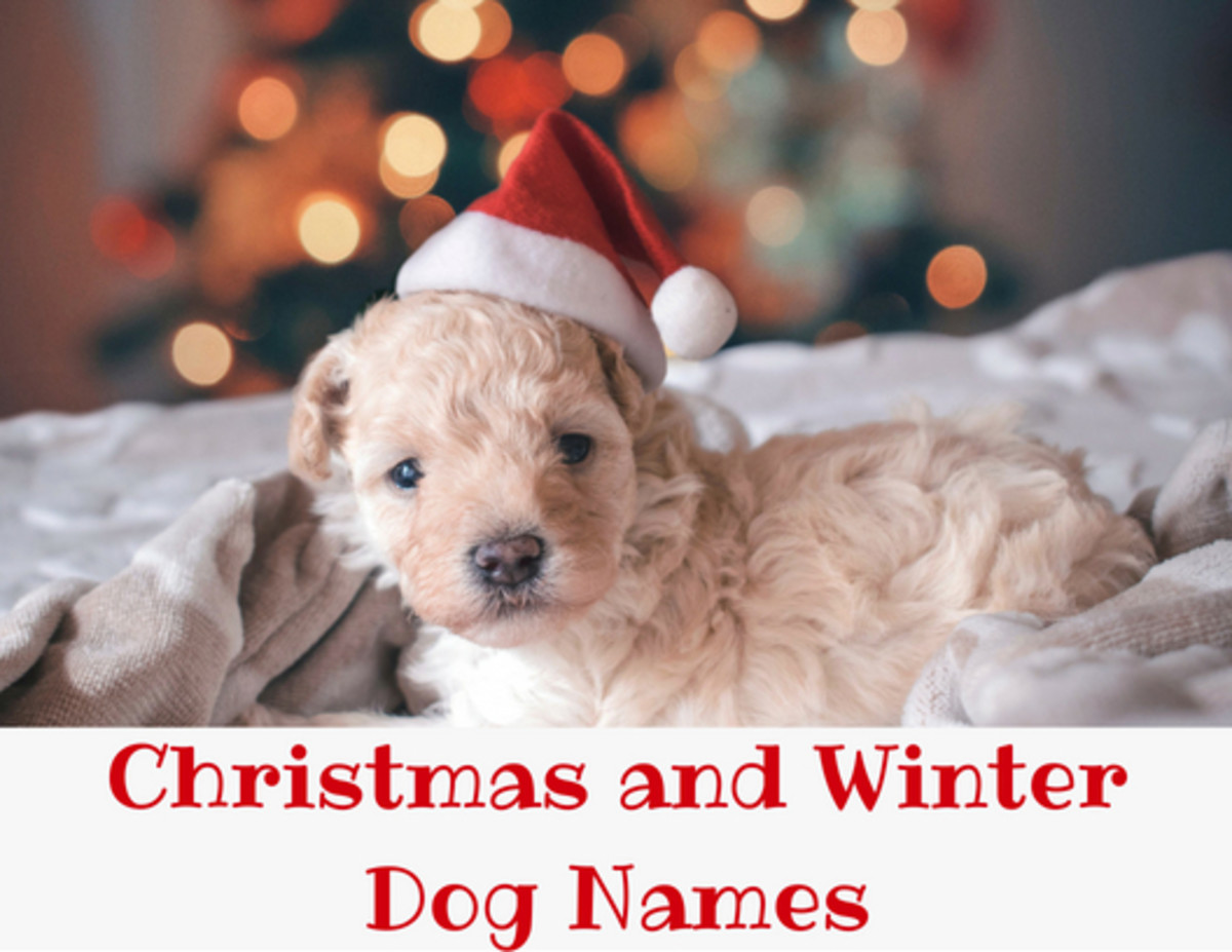 200+ Christmas and Winter Names for Dogs