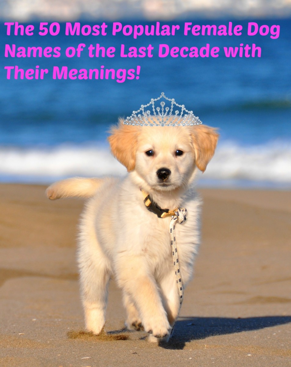 The 50 Most Popular Names for Female Dogs of the Decade and Their Meanings