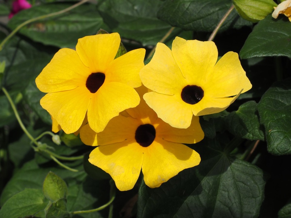 How to Grow a Black-Eyed Susan Vine
