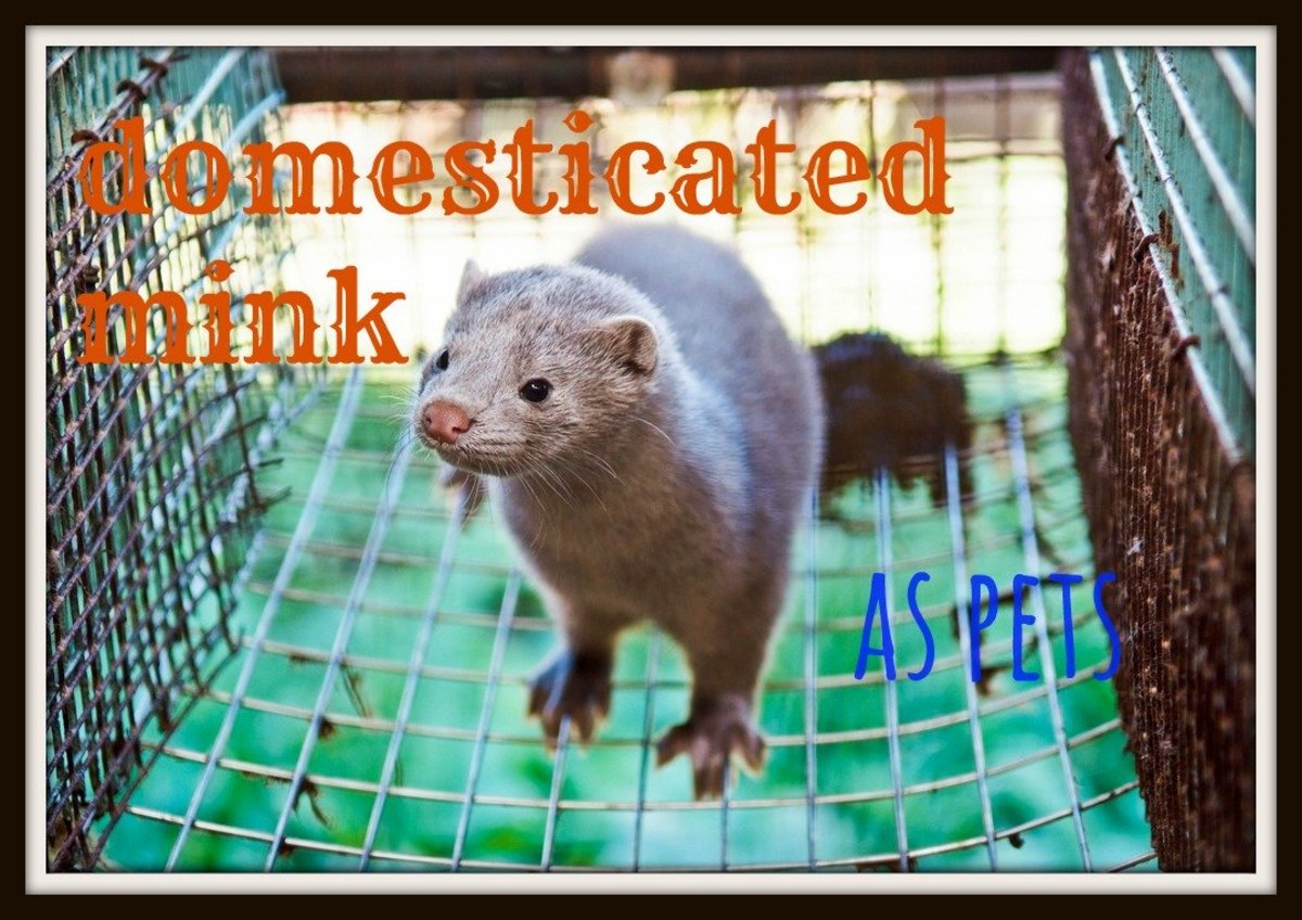 Domesticated Minks as Pets