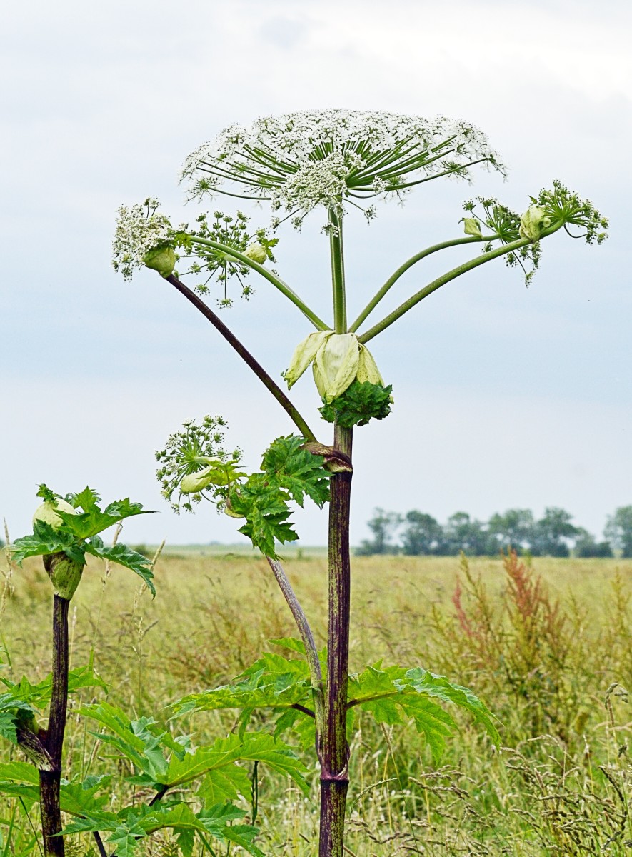 Giant Hogweed and Grapefruit: Health Effects of Furanocoumarins