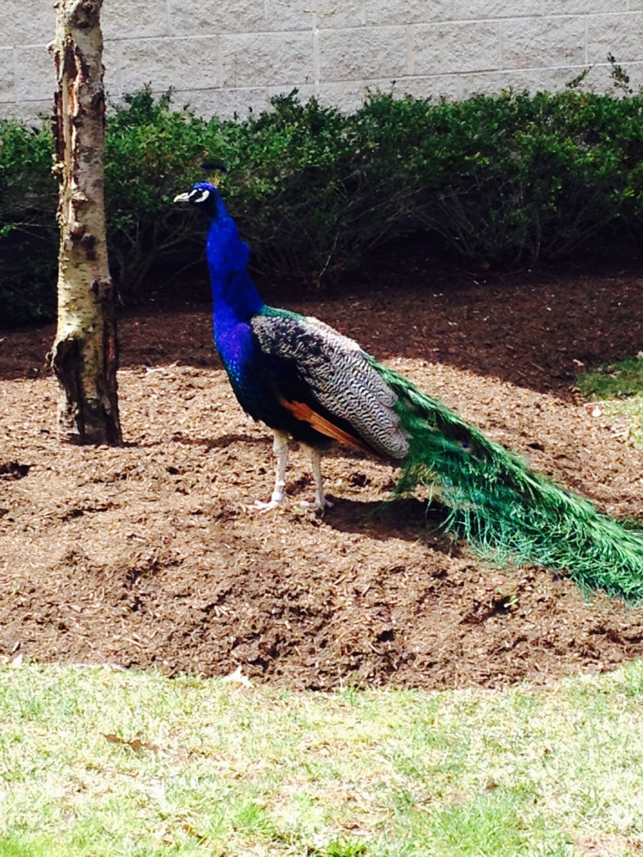 12 Exciting Things to Do With a Toddler in New York City