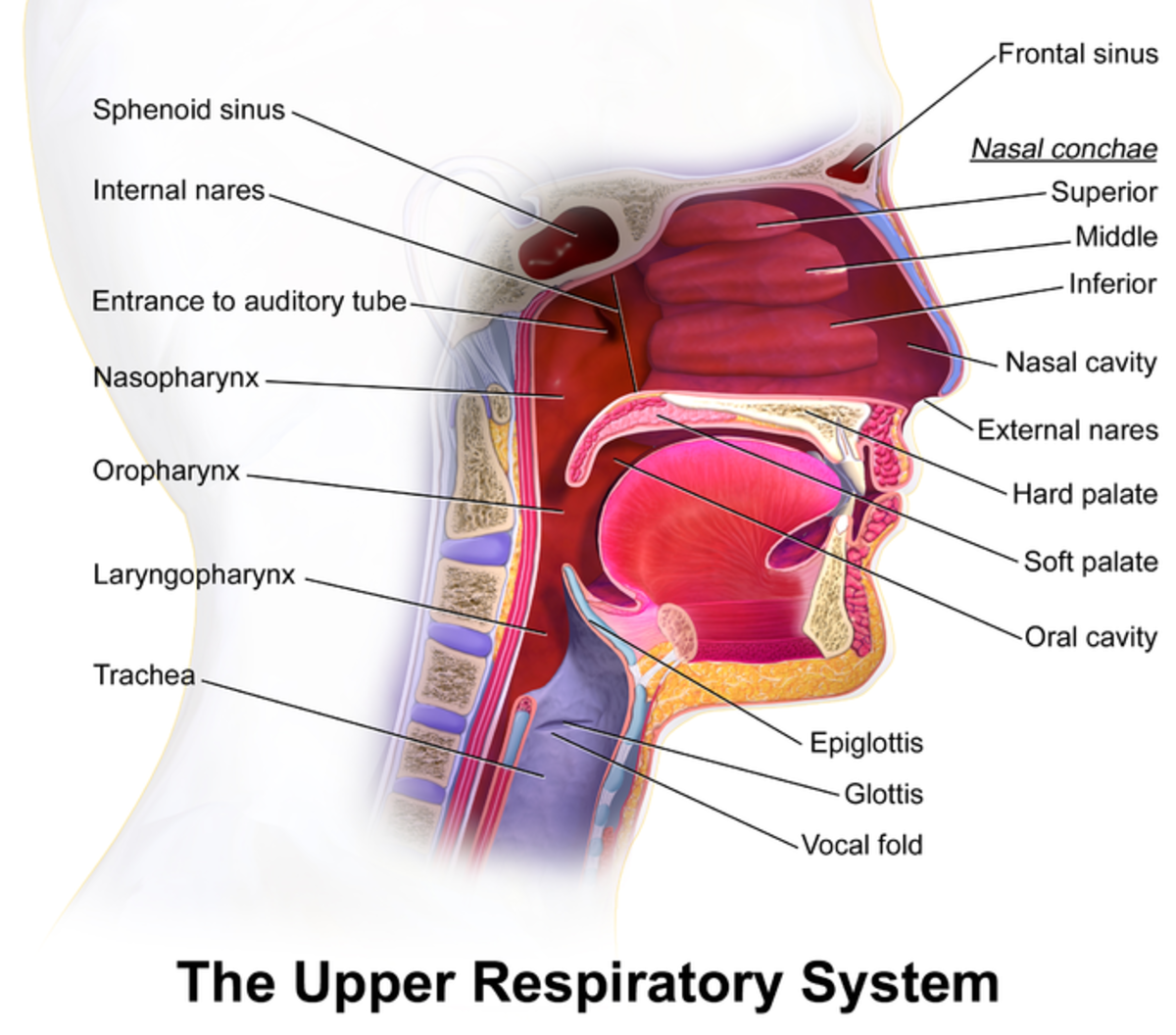 Streptococcus pneumoniae: Bacteria and Pneumococcal Diseases