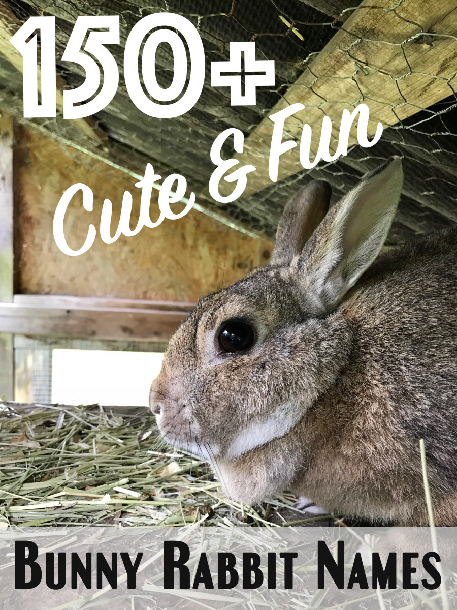 150+ Cute and Funny Bunny Rabbit Names