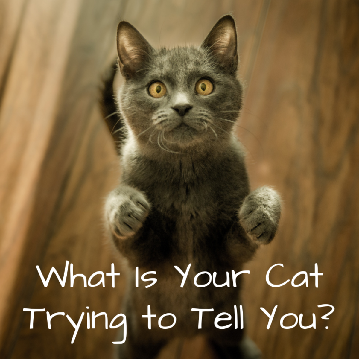 What Your Cat's Behaviors, Body Language, and Sounds Mean