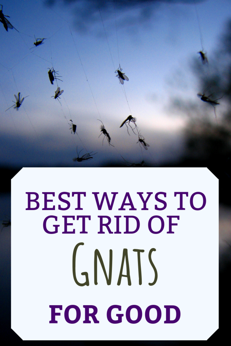 What Causes Gnats and How to Get Rid of Them