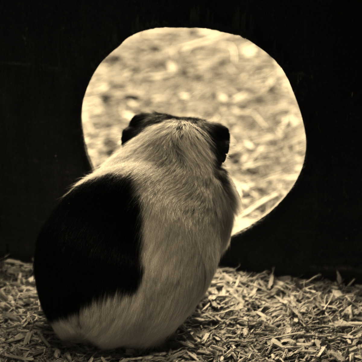 Causes of Sudden Death in Guinea Pigs