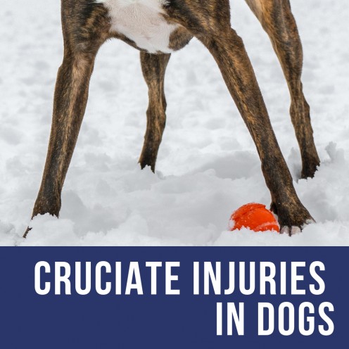 First Aid and Medical Treatment for Your Limping Dog's Damaged Cruciate Ligament