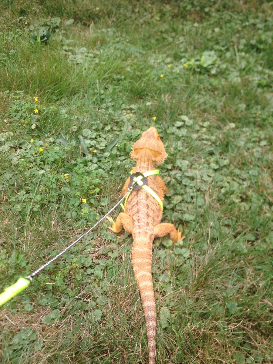 8 Enrichment Activities for Bearded Dragons