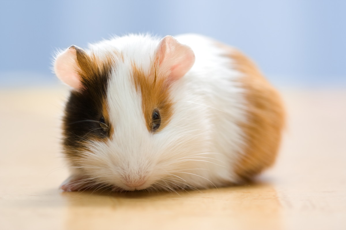 72 Cute and Funny Guinea Pig Names