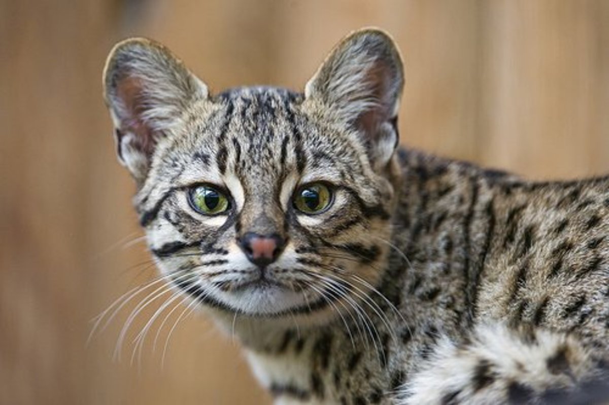 10 Small Exotic Cats That Are Legal to Keep as Pets