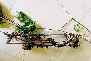 Image with missing alt attribute found on vanhoadoanhnghiepvn.vn