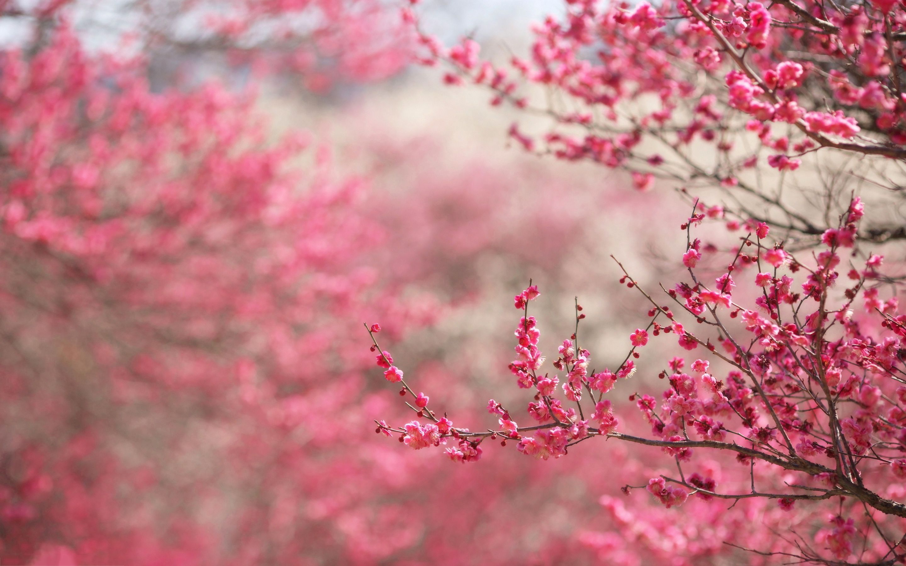 Sakura Blossom Wallpapers