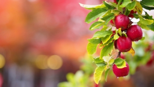 Apple Tree Wallpaper