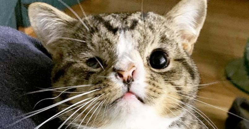 Image with missing alt attribute found on welovecatsandkittens.com