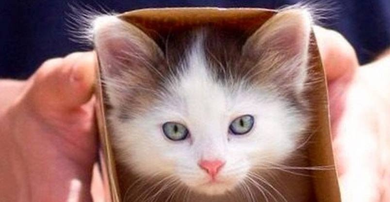 Image with missing alt attribute found on welovecatsandkittens.com