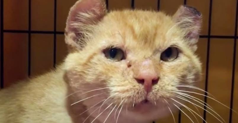 Image with missing alt attribute found on welovecatsandkittens.com