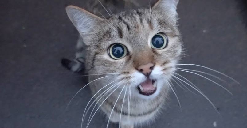 Image with missing alt attribute found on welovecatsandkittens.com