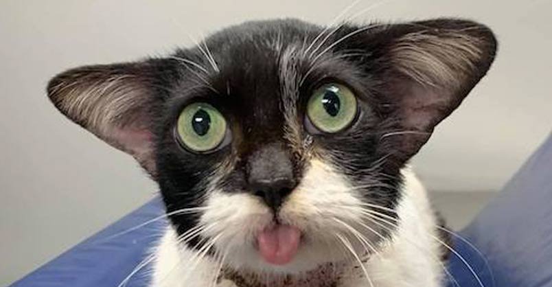 Image with missing alt attribute found on welovecatsandkittens.com