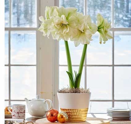 Image with missing alt attribute found on whiteflowerfarm.com