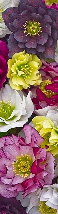 Image with missing alt attribute found on whiteflowerfarm.com