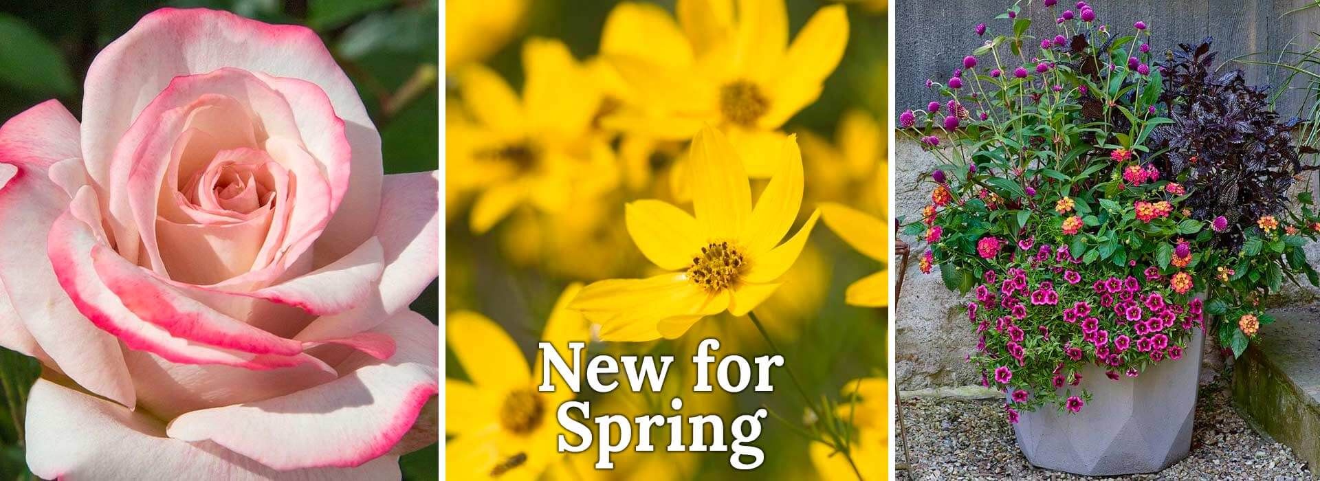 Image with missing alt attribute found on whiteflowerfarm.com