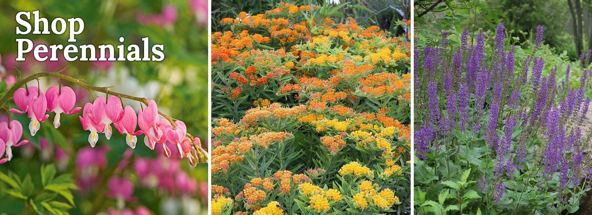 Image with missing alt attribute found on whiteflowerfarm.com