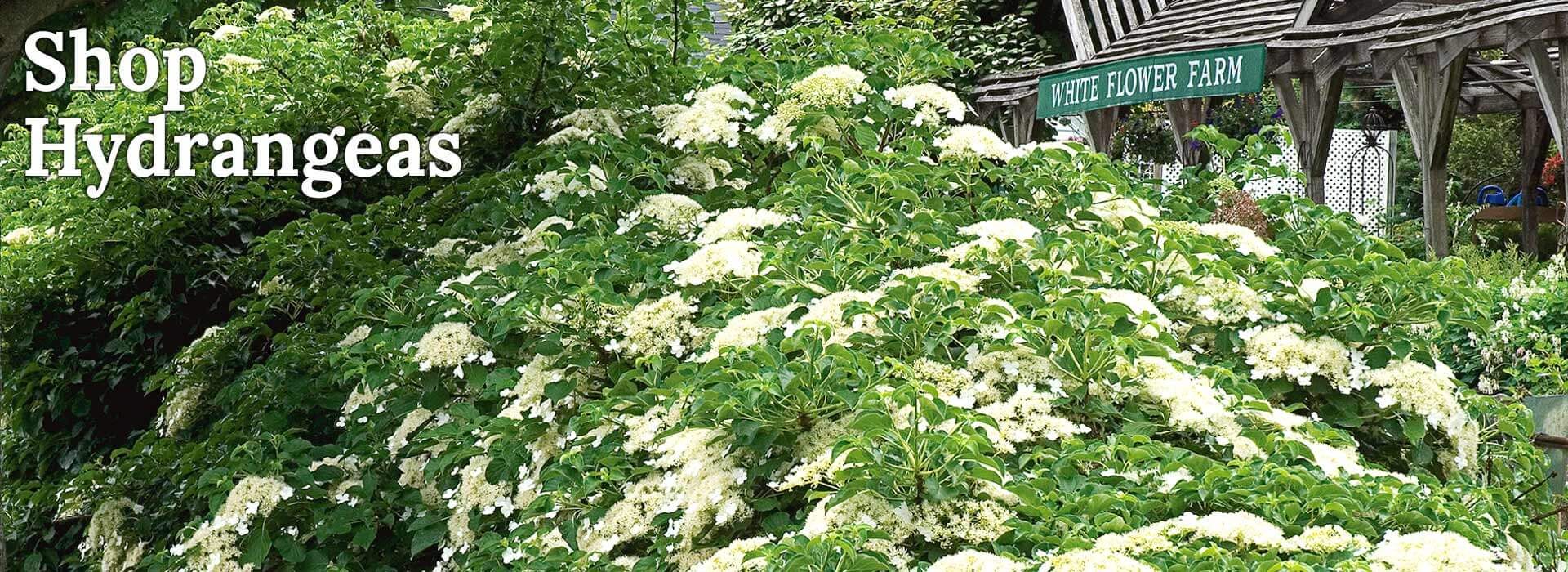 Image with missing alt attribute found on whiteflowerfarm.com