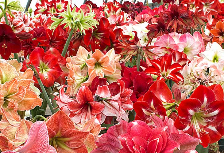 Image with missing alt attribute found on whiteflowerfarm.com