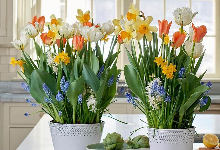 Image with missing alt attribute found on whiteflowerfarm.com