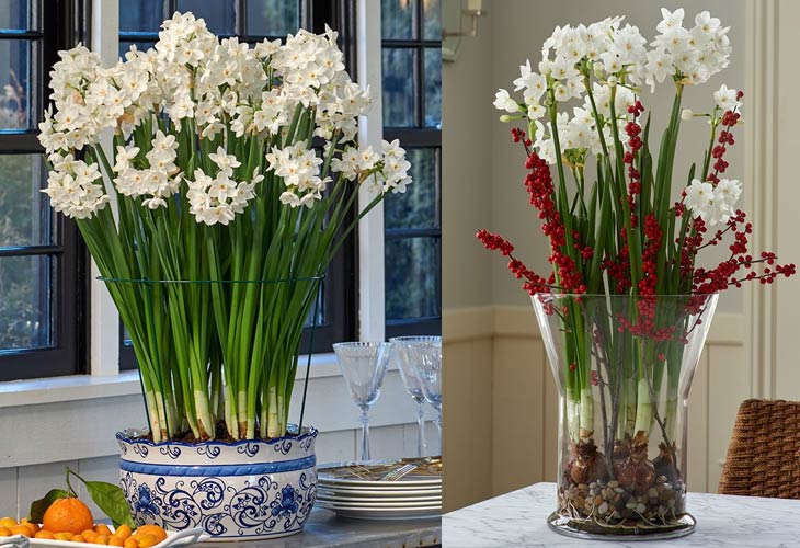 Image with missing alt attribute found on whiteflowerfarm.com