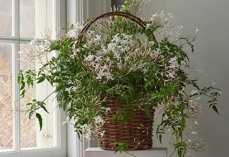 Image with missing alt attribute found on whiteflowerfarm.com