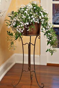 Image with missing alt attribute found on whiteflowerfarm.com