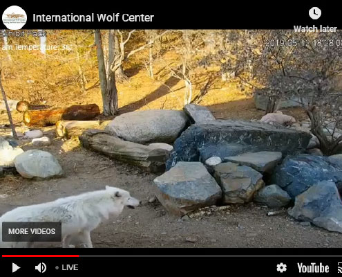 Image with missing alt attribute found on wolf.org