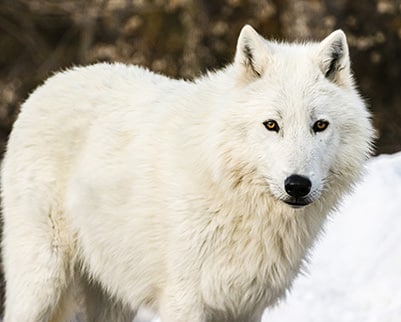 Image with missing alt attribute found on wolf.org