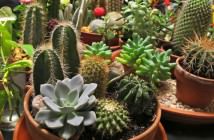 Image with missing alt attribute found on worldofsucculents.com