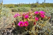 Image with missing alt attribute found on worldofsucculents.com