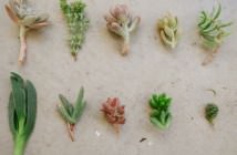 Image with missing alt attribute found on worldofsucculents.com