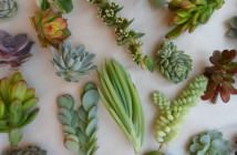 Image with missing alt attribute found on worldofsucculents.com