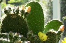 Image with missing alt attribute found on worldofsucculents.com