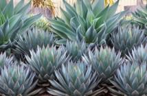 Image with missing alt attribute found on worldofsucculents.com