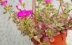 Portulaca 'Hana Misteria'