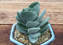 Crassula 'Ivory Tower'