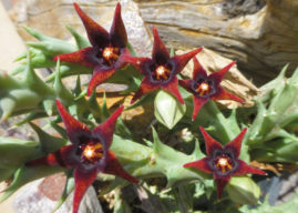 Orbea semitubiflora