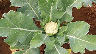 Image with missing alt attribute found on kiva.org