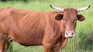 Image with missing alt attribute found on kiva.org