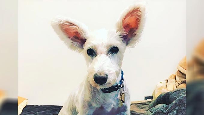 ウサ耳の保護犬がセラピー犬に～薄汚れた放浪犬が手に入れた第2の犬生～