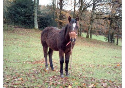 SUGAR PEPS TREPHY, poulain m&acirc;le Quarter horse 2019