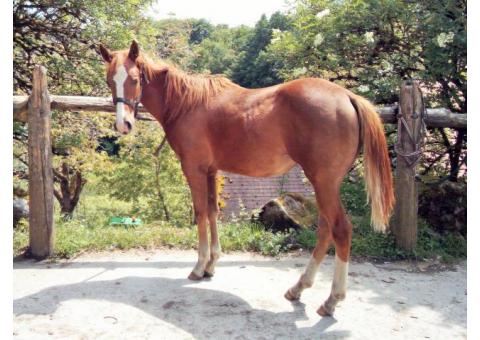 SARASVATI TREPHY, pouliche Quarter Horse 2018